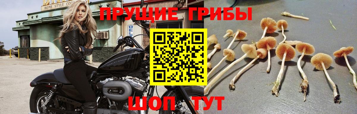 Псилоцибиновые грибы мухоморы Биробиджан